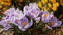 Der Krokus läutet den Frühling im Gartenbeet ein
