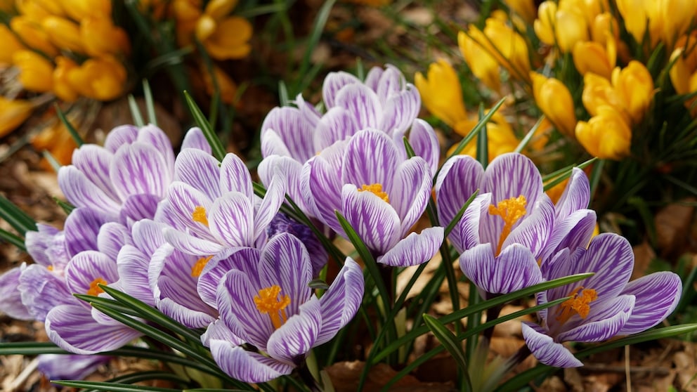 Der Krokus läutet den Frühling im Gartenbeet ein