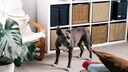 Listenhund in Wohnung