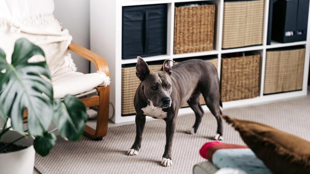 Listenhund in Wohnung