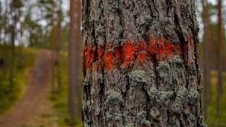 Markierung am Baum