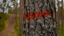 Markierung am Baum