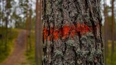 Markierung am Baum