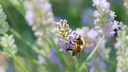 In einem naturnahen Garten fühlen sich Insekten besonders wohl