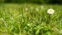 Im Frühling sollte man sich besonders um seinen Rasen kümmern