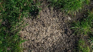 Rasensamen im Garten