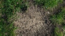 Rasensamen im Garten