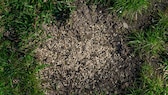 Rasensamen vor gefräßigen Vögeln schützen 8 Tipps