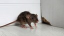 Ratte