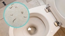 Schwarze Würmer in der Toilette