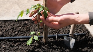 Beim Auspflanzen der Tomate ist es ratsam bereits an eine Stütze zu denken, da die Pflanze später vielleicht umfallen könnte