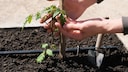 Beim Auspflanzen der Tomate ist es ratsam bereits an eine Stütze zu denken, da die Pflanze später vielleicht umfallen könnte