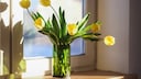 Tulpen wachsen in der Vase weiter, aus diesem Grund sollte man sie gelegentlich kürzen und in neues Wasser stellen.
