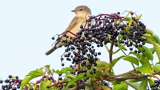 Holunder ist bei vielen heimischen Vogelarten beliebt, wie bei der Gartengrasmücke