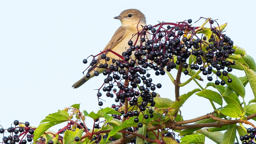 Holunder ist bei vielen heimischen Vogelarten beliebt, wie bei der Gartengrasmücke