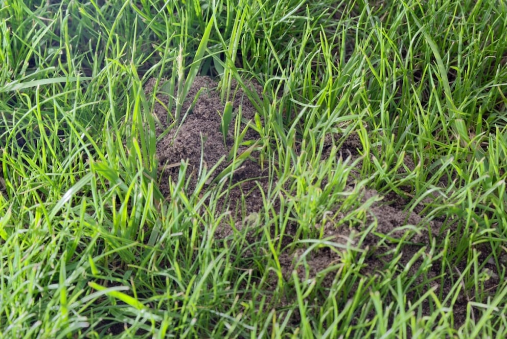 An ant nest in the lawn