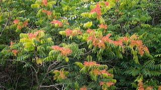 Invasive Arten wie der Götterbaum dürfen nicht im Garten gepflanzt werden