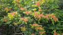 Invasive Arten wie der Götterbaum dürfen nicht im Garten gepflanzt werden