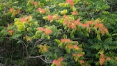 Invasive Arten wie der Götterbaum dürfen nicht im Garten gepflanzt werden