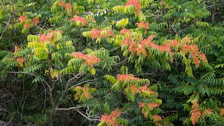 Invasive Arten wie der Götterbaum dürfen nicht im Garten gepflanzt werden
