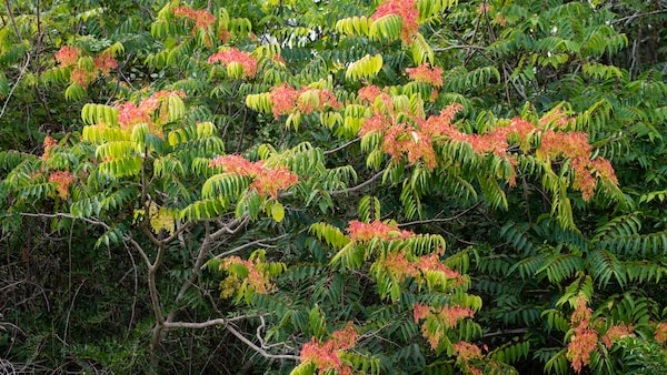 Invasive Arten wie der Götterbaum dürfen nicht im Garten gepflanzt werden