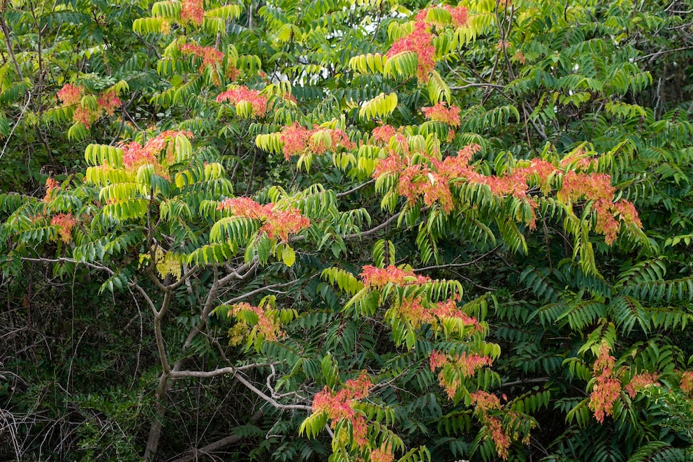 Invasive Arten wie der G&ouml;tterbaum d&uuml;rfen nicht im Garten gepflanzt werden