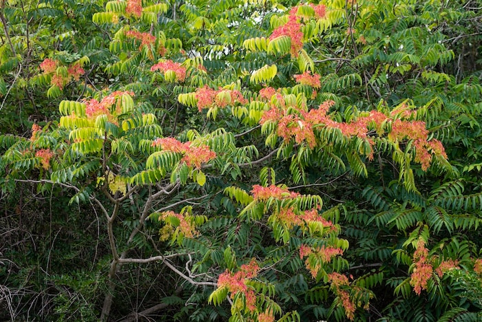 Invasive species like the Tree of Heaven should not be planted in the garden