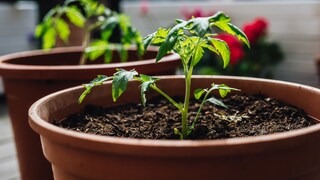Nicht jedes angepriesene Hausmittel eignet sich als Dünger für Tomaten