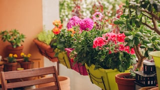 Dahlien und Begonien sind beides ungeeignete Pflanzen für den Balkon, wenn man auf Insektenfreundlichkeit achtet.