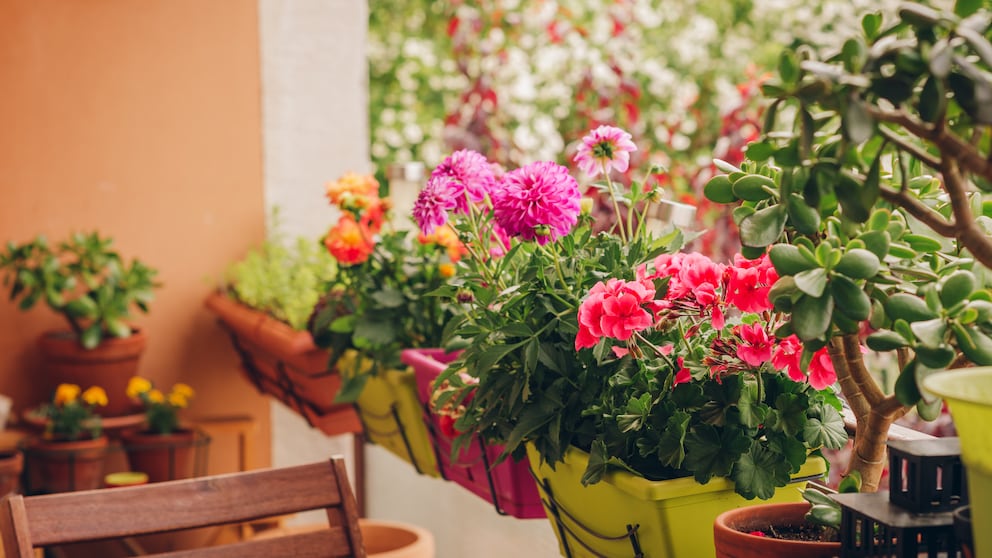 Dahlien und Begonien sind beides ungeeignete Pflanzen für den Balkon, wenn man auf Insektenfreundlichkeit achtet.