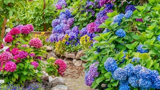 Hortensien machen im Garten schon einiges her. Man muss jedoch nicht alle Pflanzen kaufen, man kann sie vermehren.
