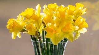 Narzissen in der Vase