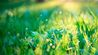 Spätestens im April sollte man seinen Rasen düngen