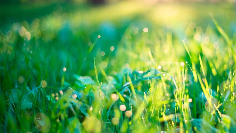 Spätestens im April sollte man seinen Rasen düngen