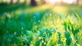 Spätestens im April sollte man seinen Rasen düngen