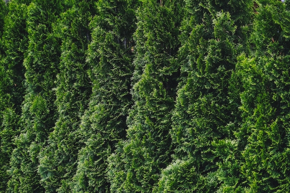 Arborvitae grows evergreen and dense, making it very popular as a hedge plant