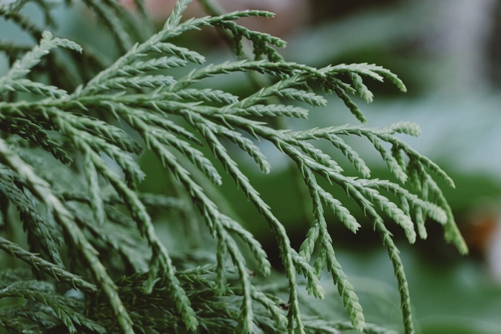 As an evergreen tree, the False Cypress is popular as a hedge plant