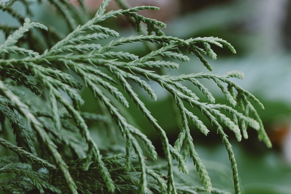 Als immergrüner Baum ist die Scheinzypresse als Heckenpflanze beliebt