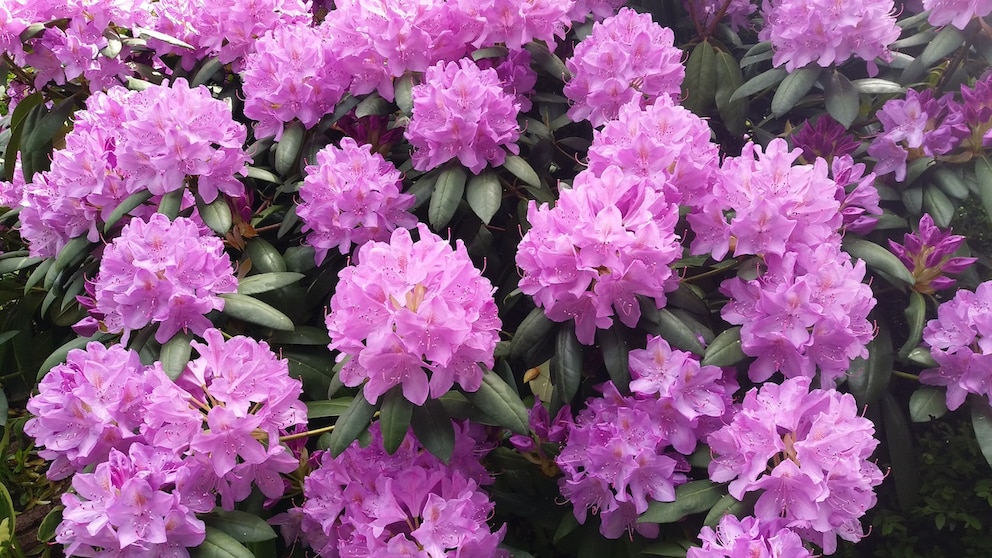 Es gibt etwa 1000 verschiedene Rhododendron-Arten