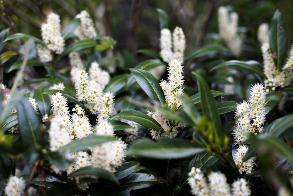 Cherry Laurel is found in numerous gardens in Germany, but it is not entirely harmless