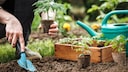 Tomaten zweimal säen bringt einige Vorteile mit sich