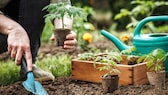 Tomaten zweimal säen bringt einige Vorteile mit sich