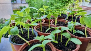 Anzucht von Gemüsepflanzen