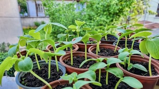 Anzucht von Gemüsepflanzen