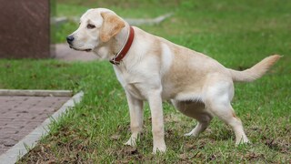 Hunde-Urin führt schnell zu unschönen Flecken im Rasen