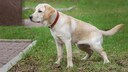 Hunde-Urin f&uuml;hrt schnell zu unsch&ouml;nen Flecken im Rasen
