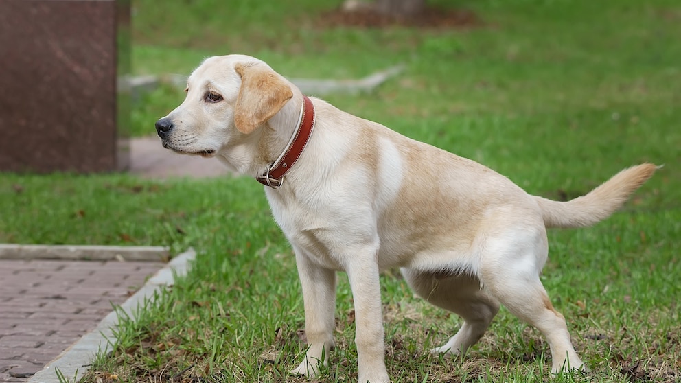 Hunde-Urin führt schnell zu unschönen Flecken im Rasen