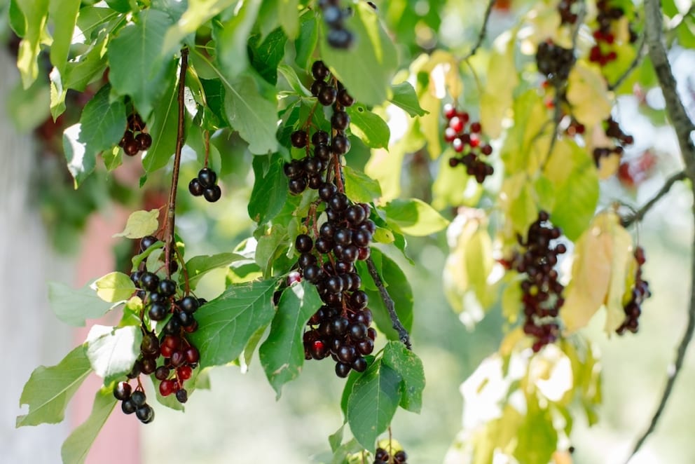 The berries are edible. However, caution is advised: The pit of the Black Cherry is slightly toxic