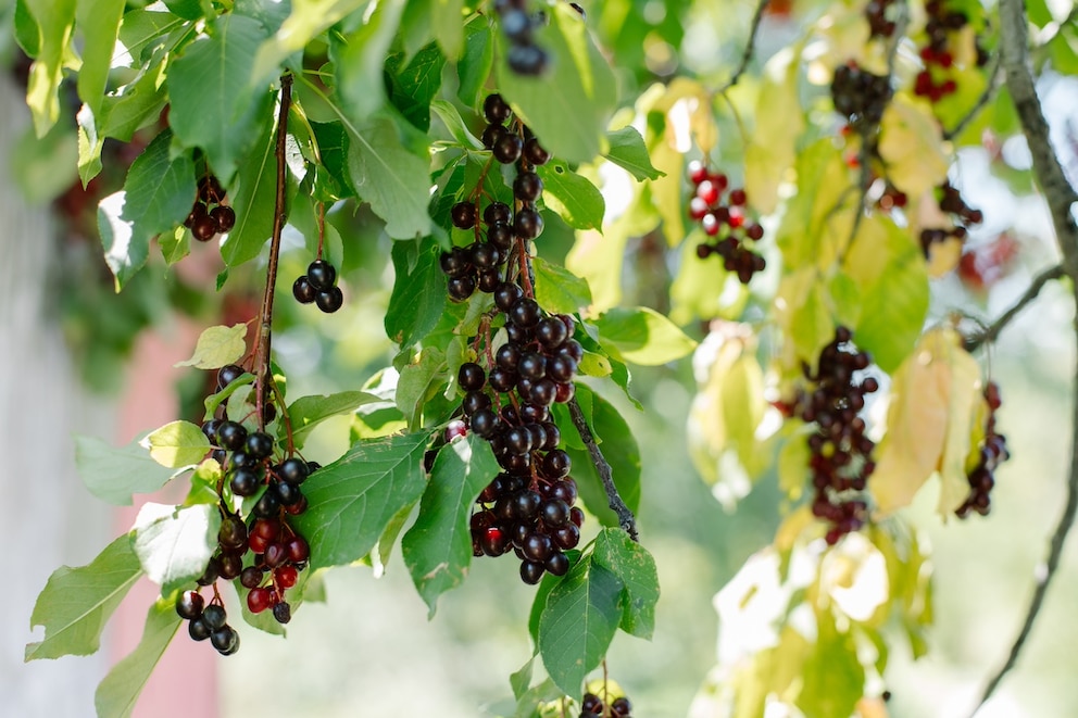 Die Beeren sind essbar. Dennoch gilt Obacht: Der Kern der Amerikanischen Traubenkirsche ist leicht giftig