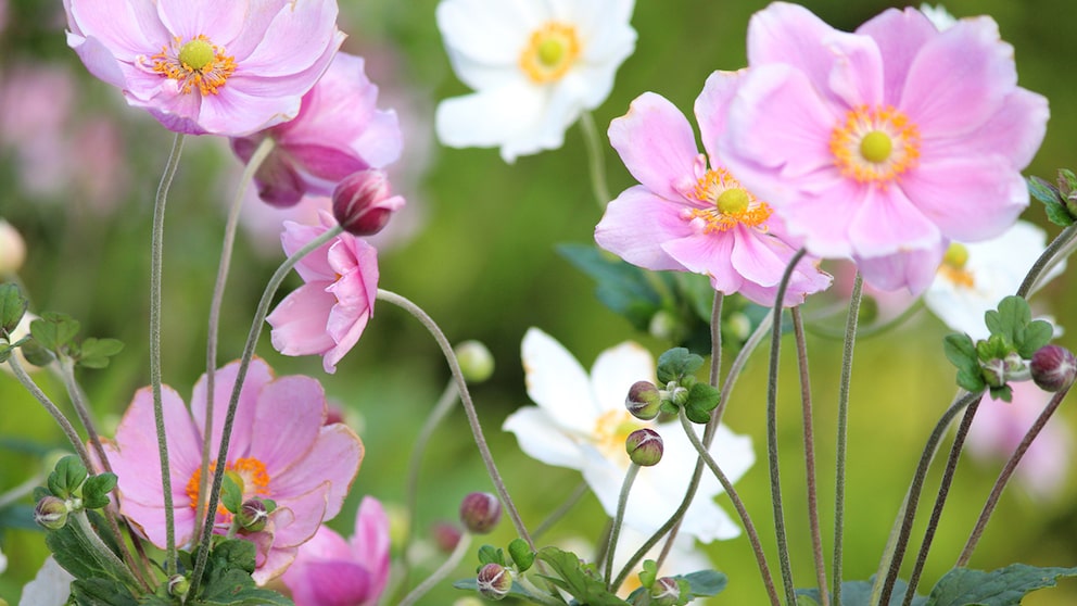 Bei Frühjahrs-Anemonen und Herbst-Anemonen gibt es pflegerische Unterschiede